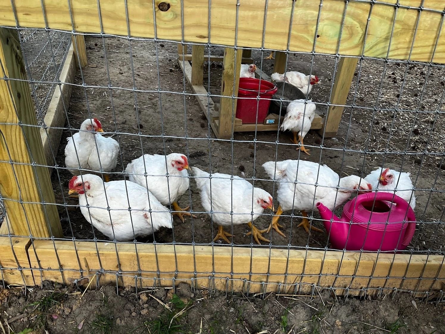 Jersey Bird Homestead