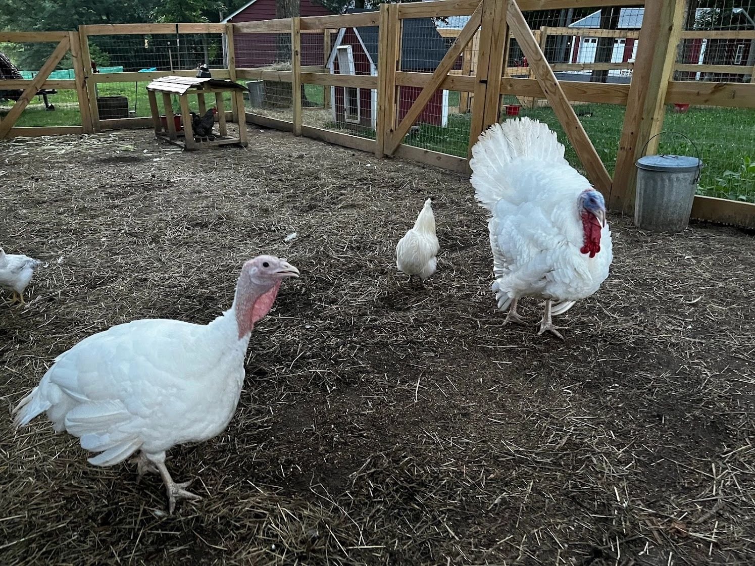 Jersey Bird Homestead
