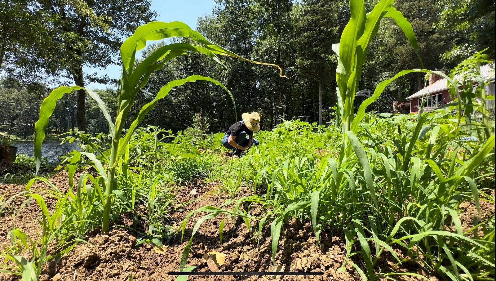 Jersey Bird Homestead Farm