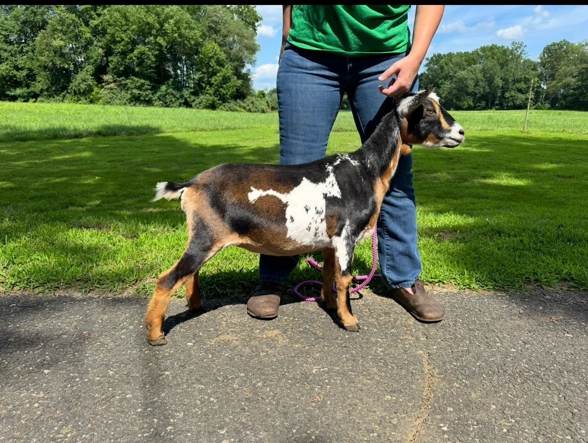 Deer Park Clover
